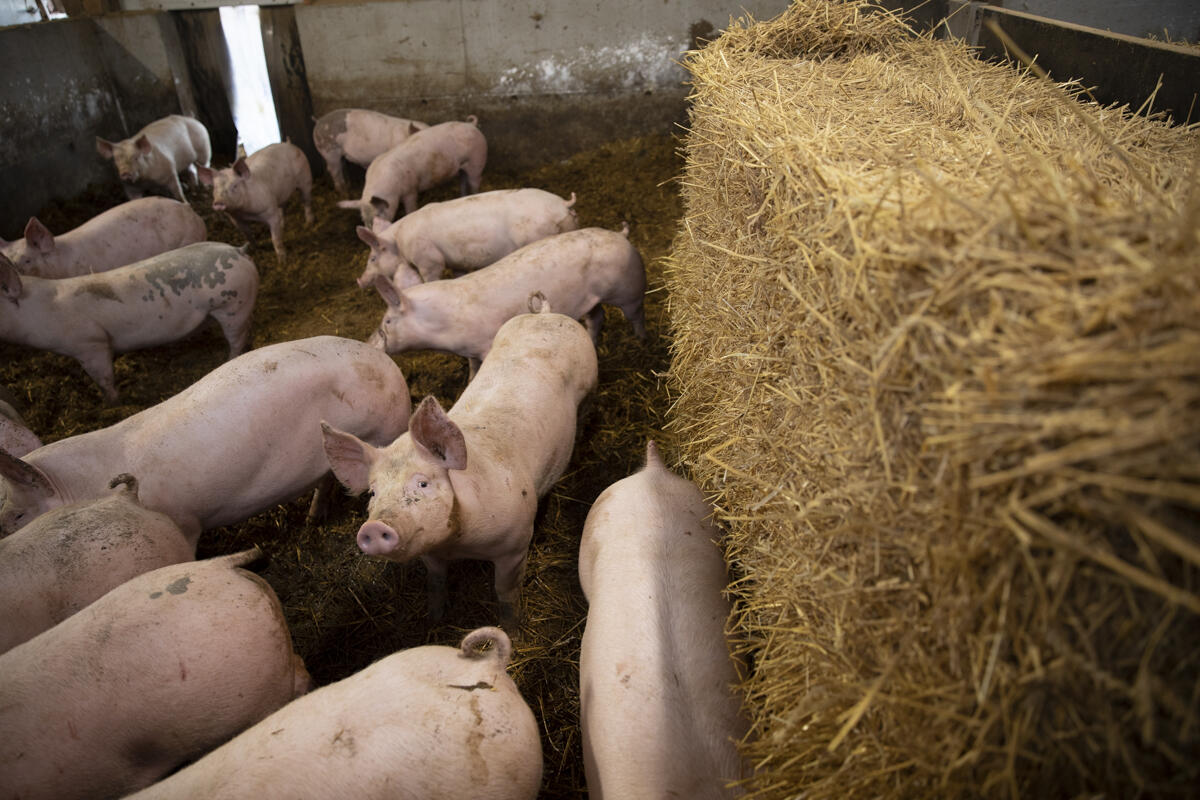 Porcs dans une exploitation