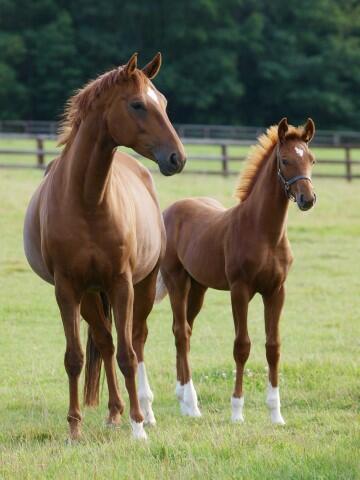 Ventes chevaux