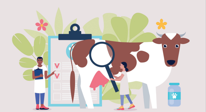 Vache vétérinaire
