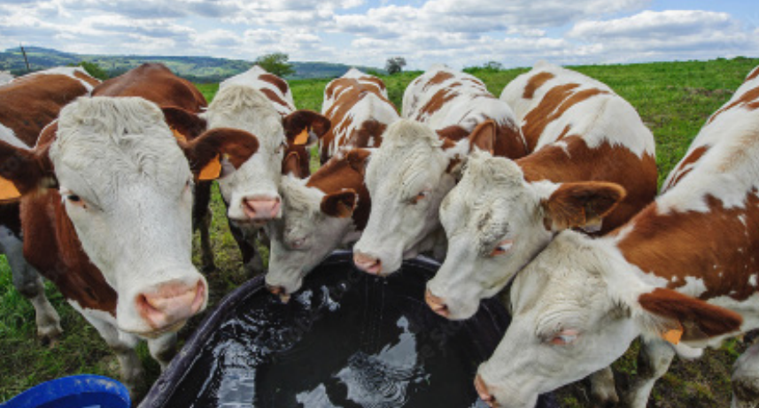 Frais vétérinaire troupeau